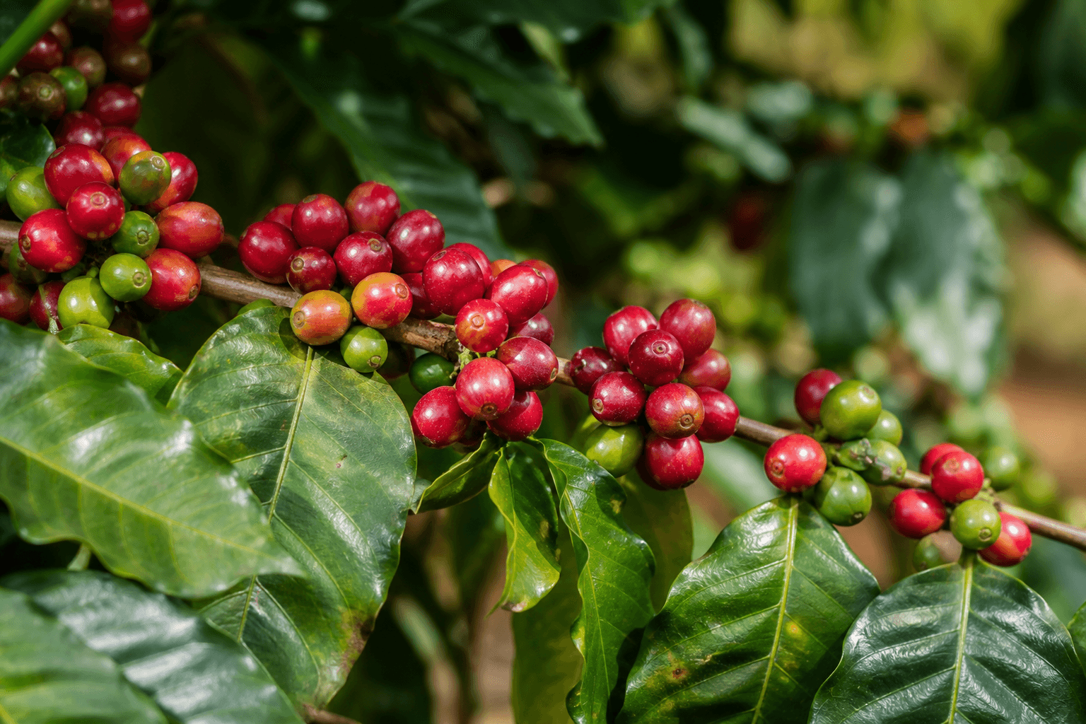 Ripe coffee cherries on Ideal Farm coffee trees