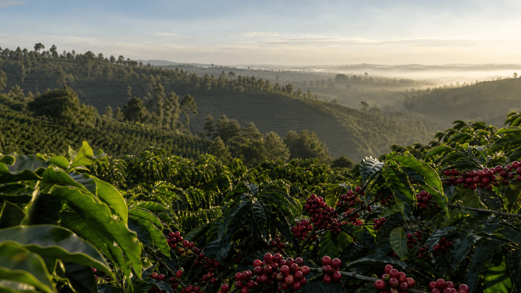 Ideal Farm coffee trees in Kenyan highlands